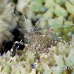 shrimp_cleaner_spotted_dome_nwp_h_0328_tci2281.jpg